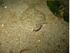 Photo of Speckled Sanddab - Citharichthys stigmaeus
